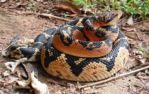 Quais tipos de cobras existem?